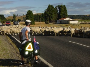 NEW ZEALAND TRAFFIC JAM
