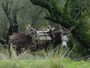 ALTERNATE TRANSPORTATION