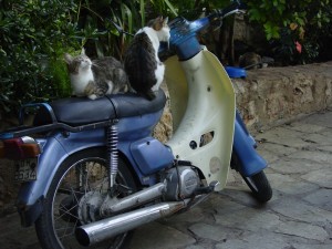 CATS, CATS AND MORE CATS