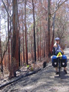 BUSH FIRE