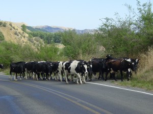 MOOOOO... OVER
