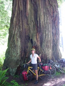 GIANT REDWOODS